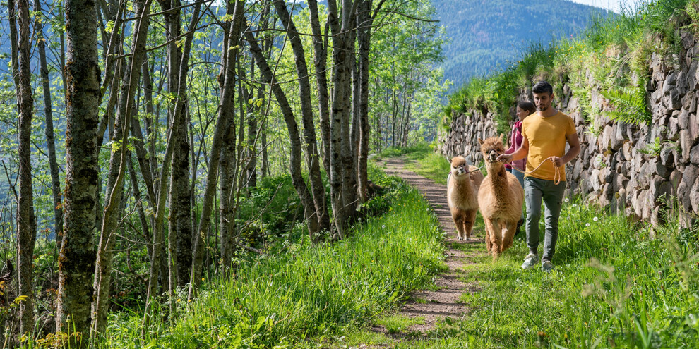Val di Fiemme - Valfloriana Dorà - La Baita delle fate - Passeggiata con gli alpaca | © Aringa Studio