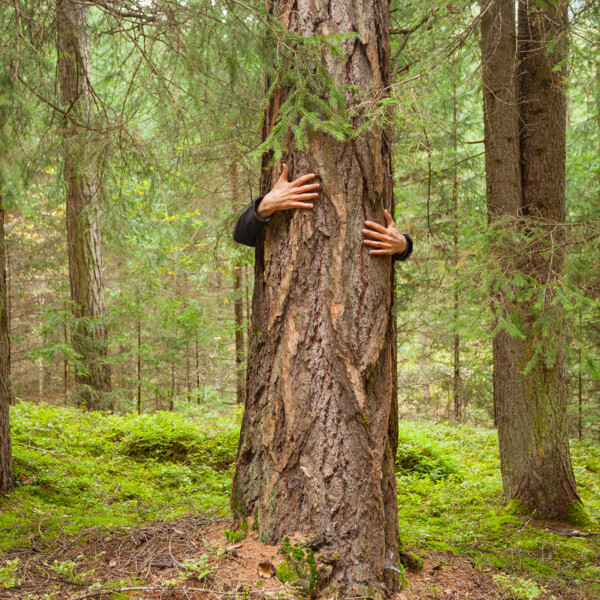 Abbracciare gli alberi