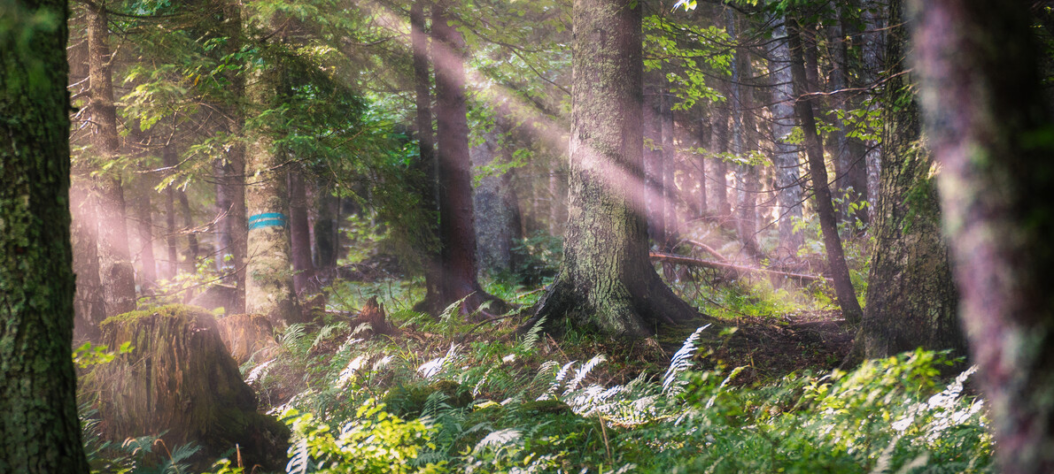 Forest bathing | A full immersion into nature
