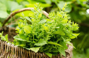 Between foraging and survivalism: herbs to eat