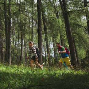 Forest bathing in Val di Fiemme
