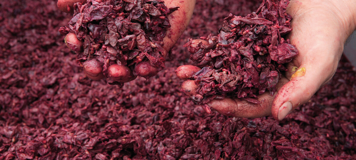 Вино и другие напитки Трентино, Италия 