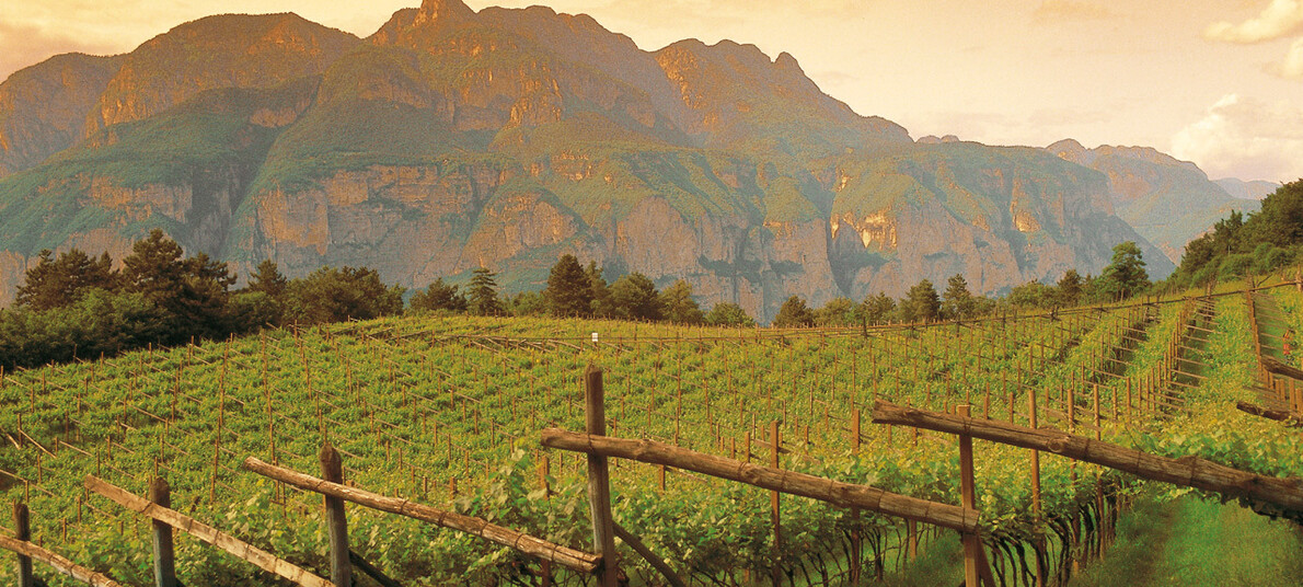 Вино и другие напитки Трентино, Италия 