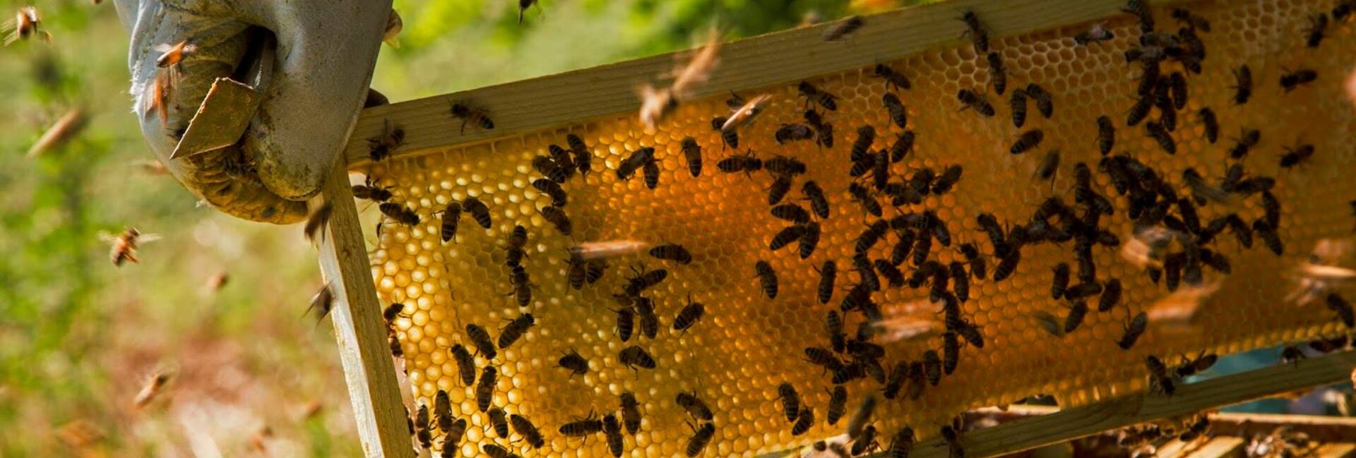 Mulino Museo dell'ape