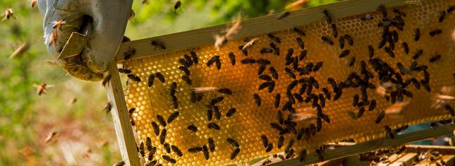 Mulino Museo dell'ape