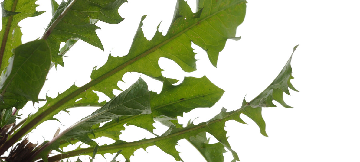 Ricette con le erbe spontanee del Trentino