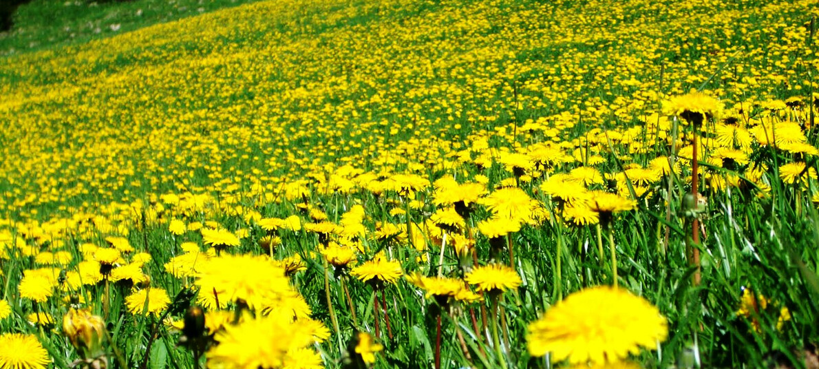 Ricette con le erbe spontanee del Trentino