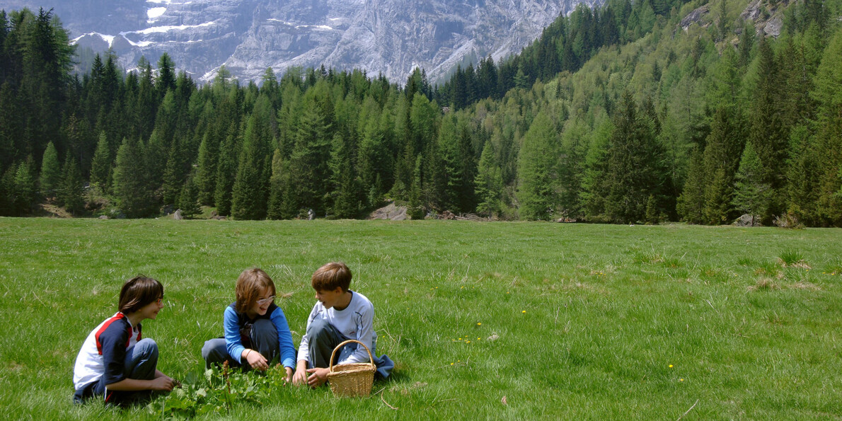 Ricette con le erbe spontanee del Trentino