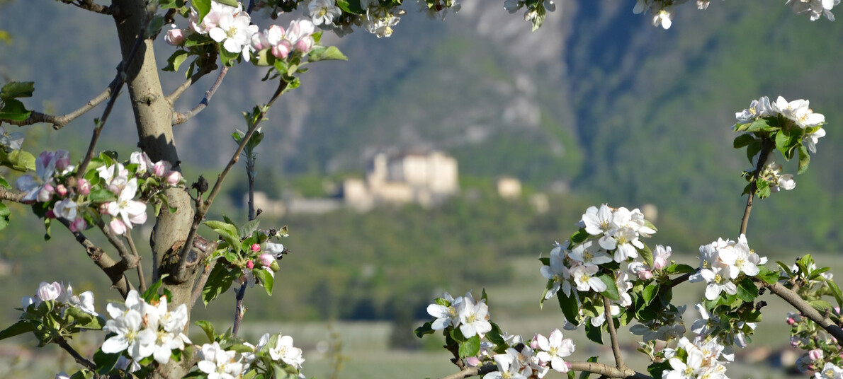 Frühlingsfeste Im Trentino
