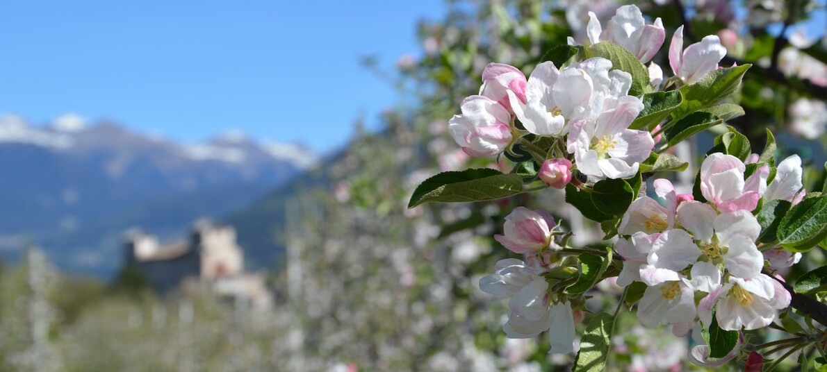 Frühlingsfeste Im Trentino