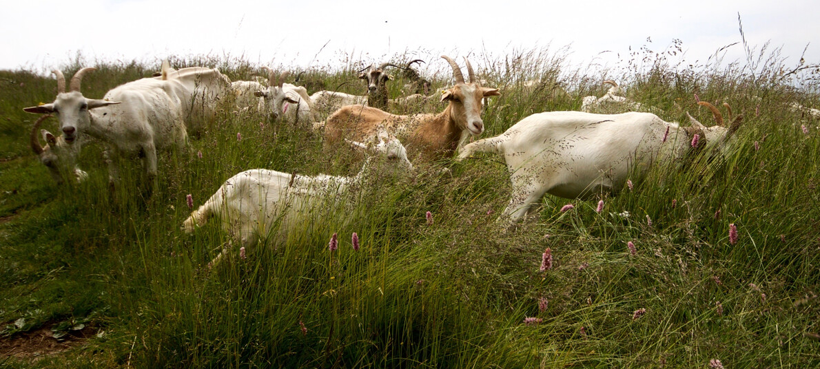 RR Alpi Ledrensi - Anna Sustersic - Alpo Storo | © RR Alpi Ledrensi - Anna Sustersic - Alpo Storo