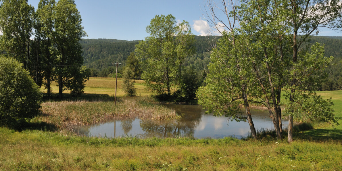 RR Val di Fiemme Destra Avisio - Riserva Locale Bronzin Maso Faoro | © RR Val di Fiemme Destra Avisio - Riserva Locale Bronzin Maso Faoro