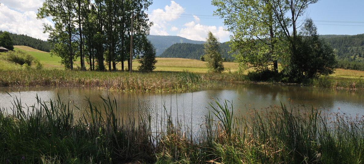 RR Val di Fiemme Destra Avisio - Riserva Locale Bronzin Maso Faoro | © RR Val di Fiemme Destra Avisio - Riserva Locale Bronzin Maso Faoro