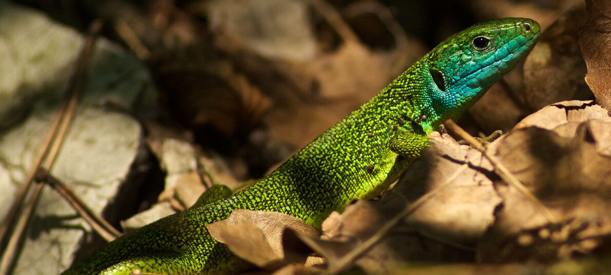 Michele Mengon - Ramarro Marocche di Dro | © Michele Mengon - Ramarro Marocche di Dro