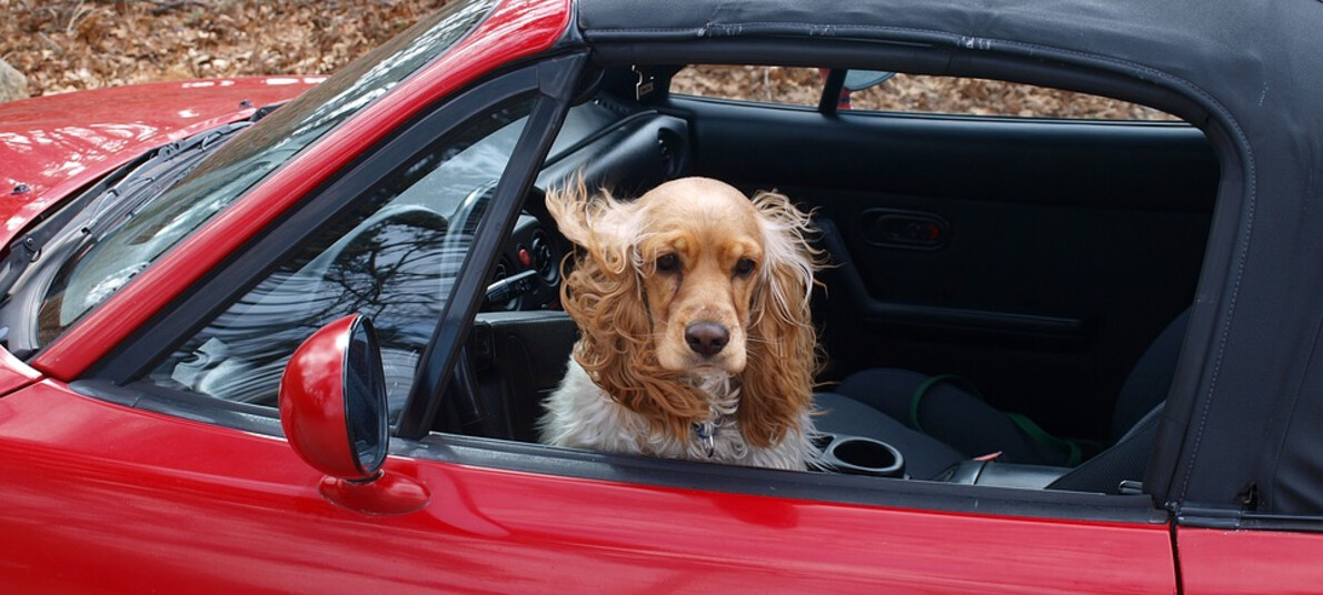 Viaggiare in auto con il proprio animale