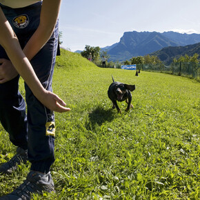 Il cane sui mezzi pubblici 