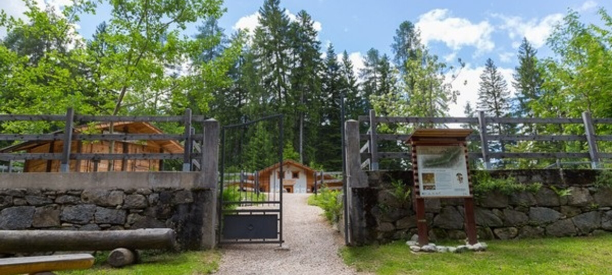 MMape e Bosco Derniga