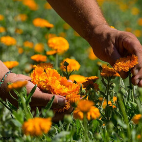 Un’estate in Val di Cembra