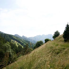 Estate alle riserve Alpi Ledrensi