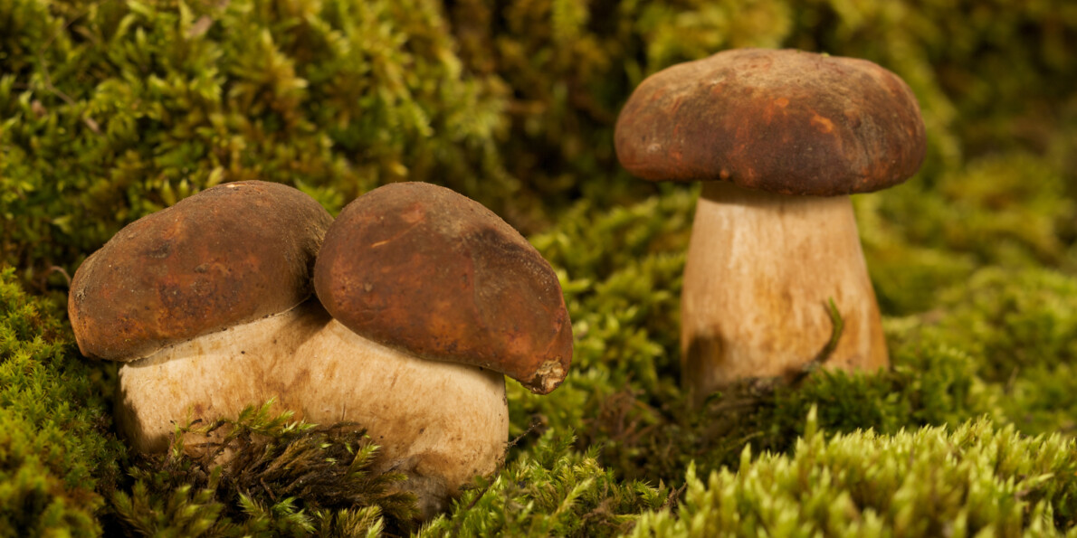 Funghi che si possono trovare in trentino in autunno