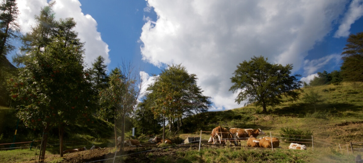 Monte Bondone produzione di formaggi ecosostenibili