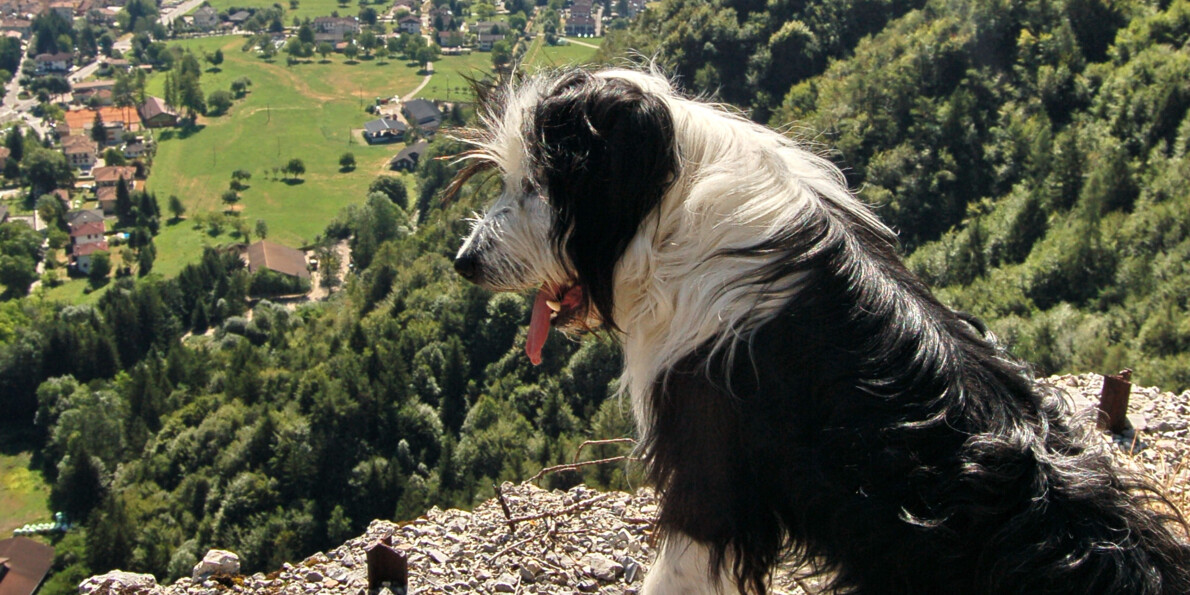 Animali smarriti nell’area del Garda Trentino