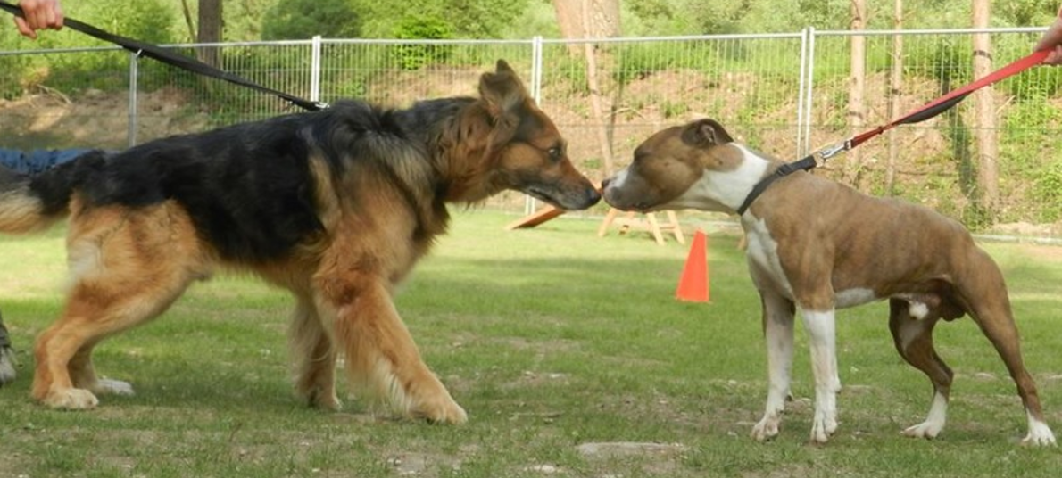 Attività con il cane a Ziano / Happy Dog Garden