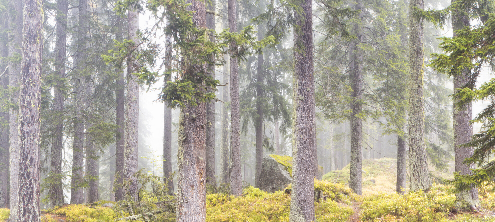 29509-bosco-autunno-luciano-gaudenzio | © 29509-bosco-autunno-luciano-gaudenzio