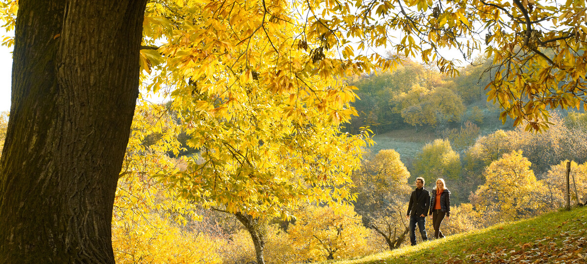 Passeggiata con il cane fra i castagni