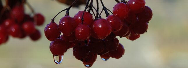 RRiserve_Alto_Noce_bacche_rosse_goccia (13) | © RRiserve_Alto_Noce_bacche_rosse_goccia (13)