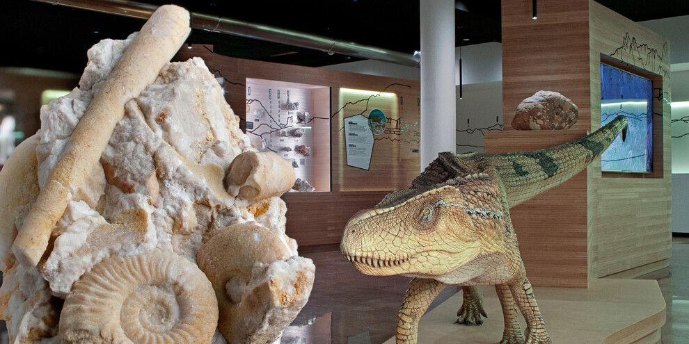 Fossile_Museo_Geologico_Predazzo_photo DFerrari | © Fossile_Museo_Geologico_Predazzo_photo DFerrari