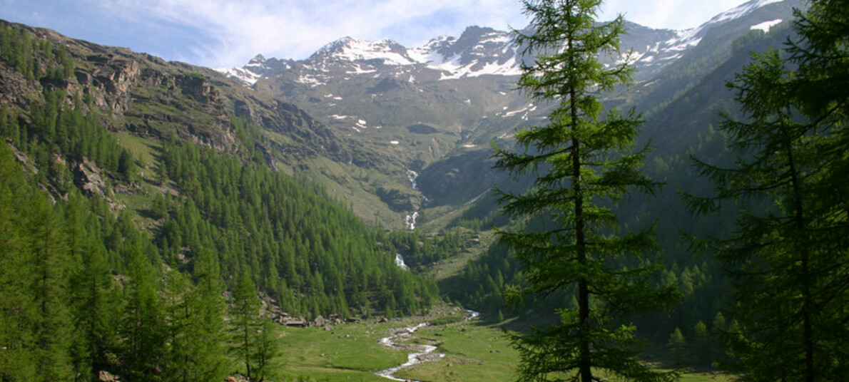 Con il cane, tra i larici monumentali della Val di Rabbi