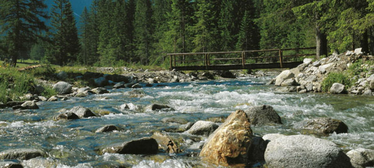 Passeggiata con cane in Val Meledrio