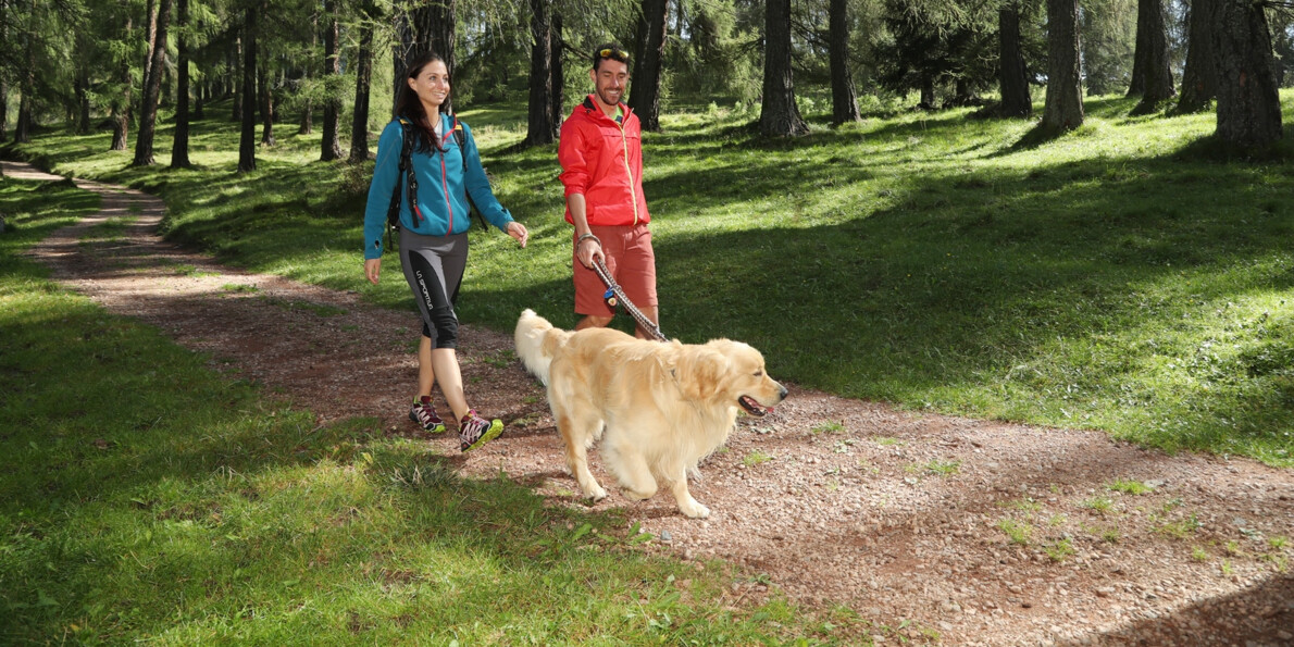 Con il cane, tra i larici monumentali della Val di Rabbi