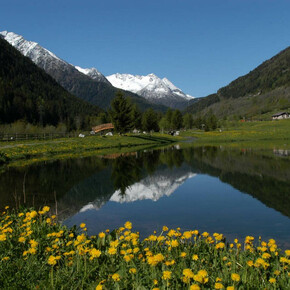 Val di Sole con cane: la Passeggiata delle Viscle