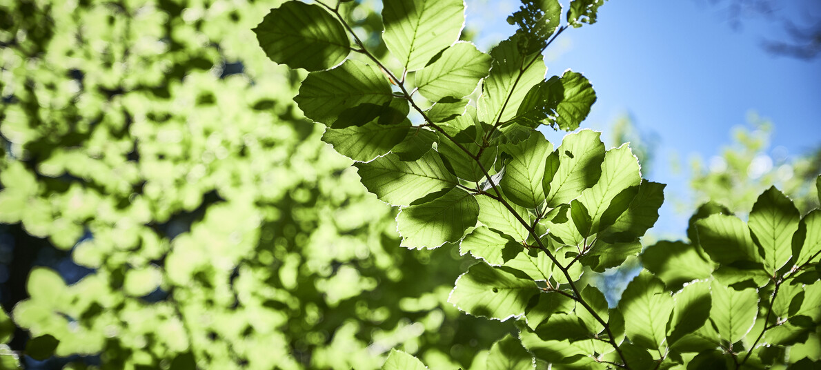 Die Wälder des trentino. Eintauchen ins Wohlbefinden