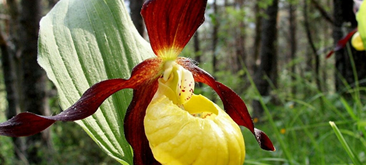 Fotowandern in der Natur