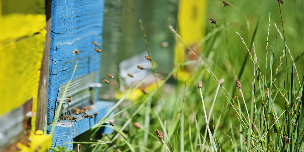 Bee-Wellness: Bienen-Wellness auf der Altopiano di Piné