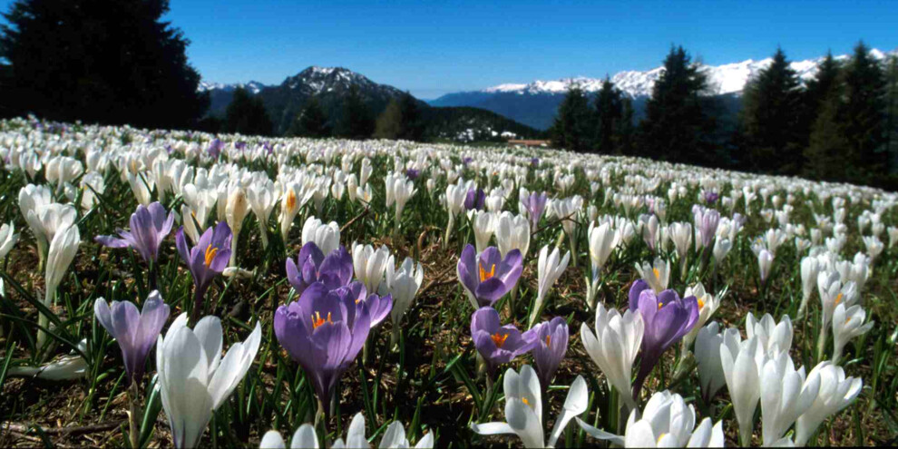 crocus_monte casale