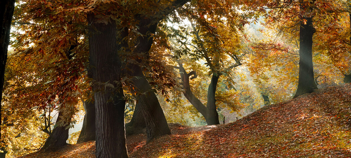Anregungen für ein Herbstwochenende in der Natur