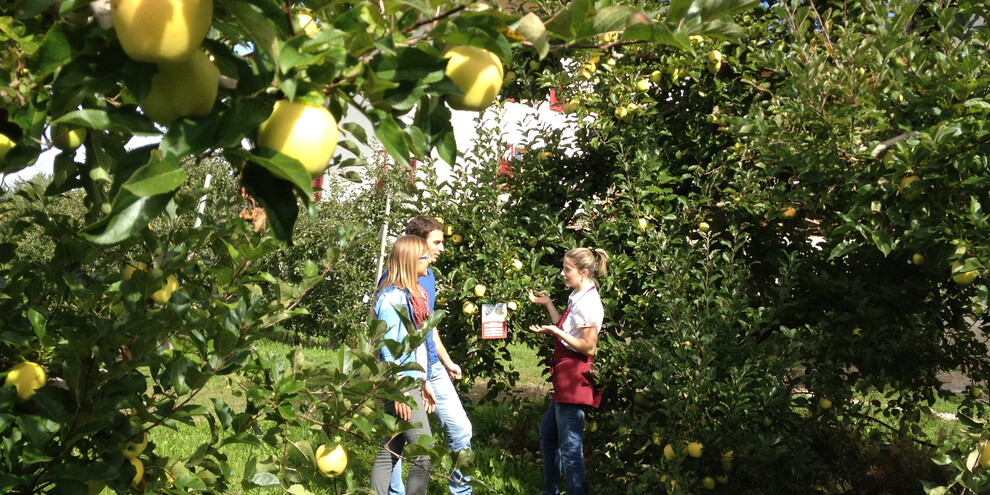 Cogli la prima mela!