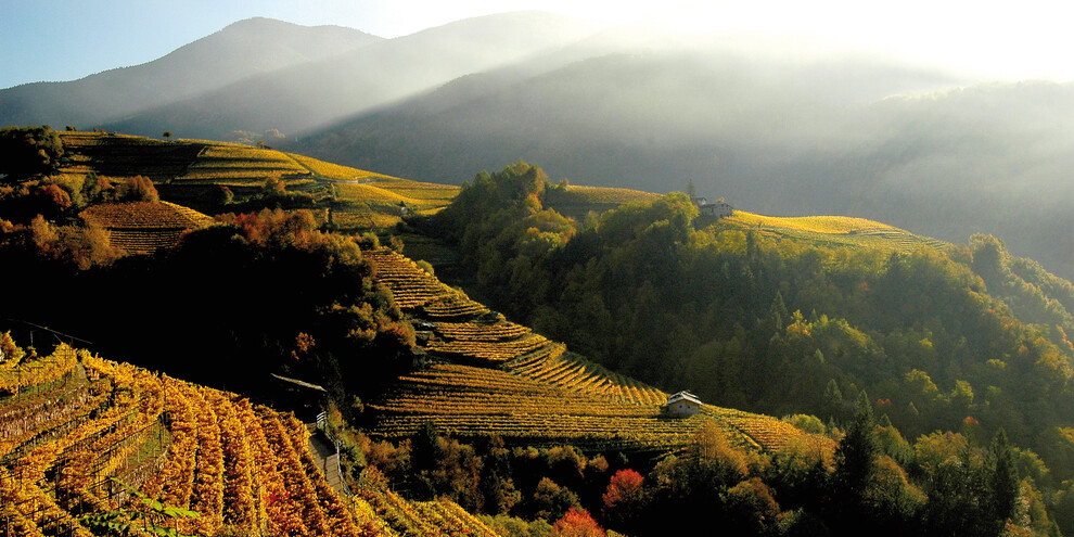 De glooiende wijngaarden van Valle di Cembra