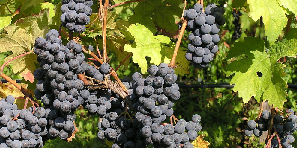 Im Urlaub zur Weinlese