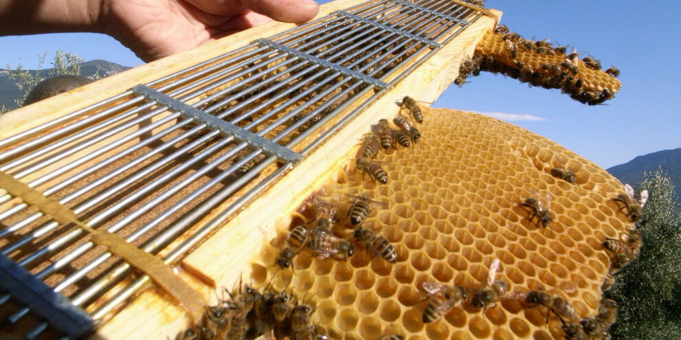 Ein Tag als Bienenzüchter