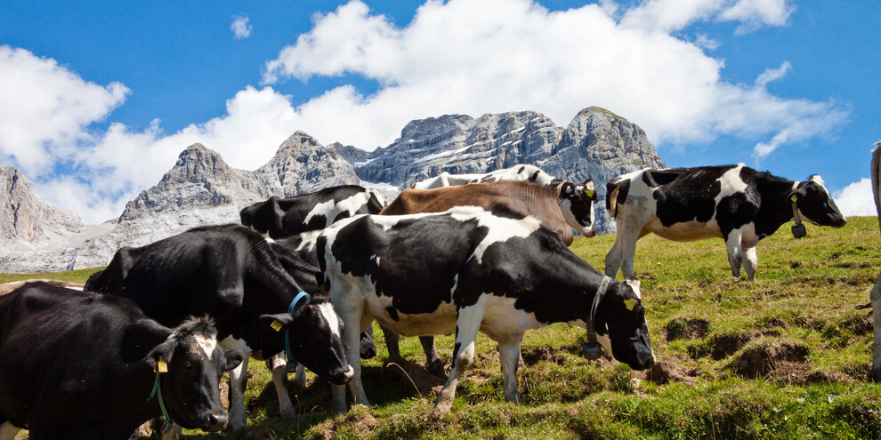 Morgenstund in den Paganella