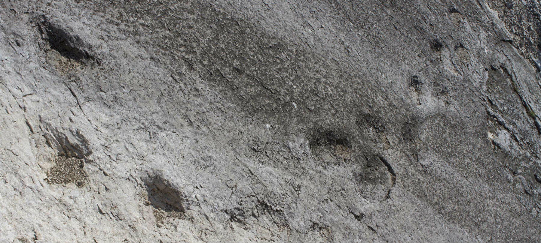 Dinosaur fossils in the Dolomites 