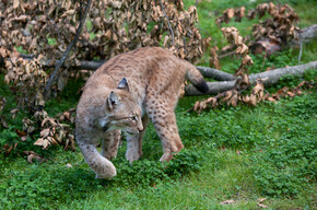 Parco Faunistico di Spormaggiore