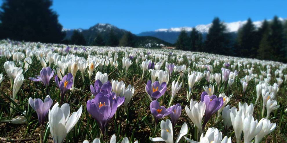 Krokusblüte auf dem Monte Casale
