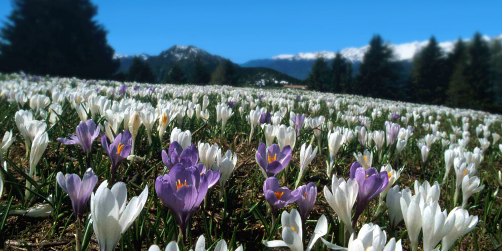 La fioritura sul Monte Casale, da maggio