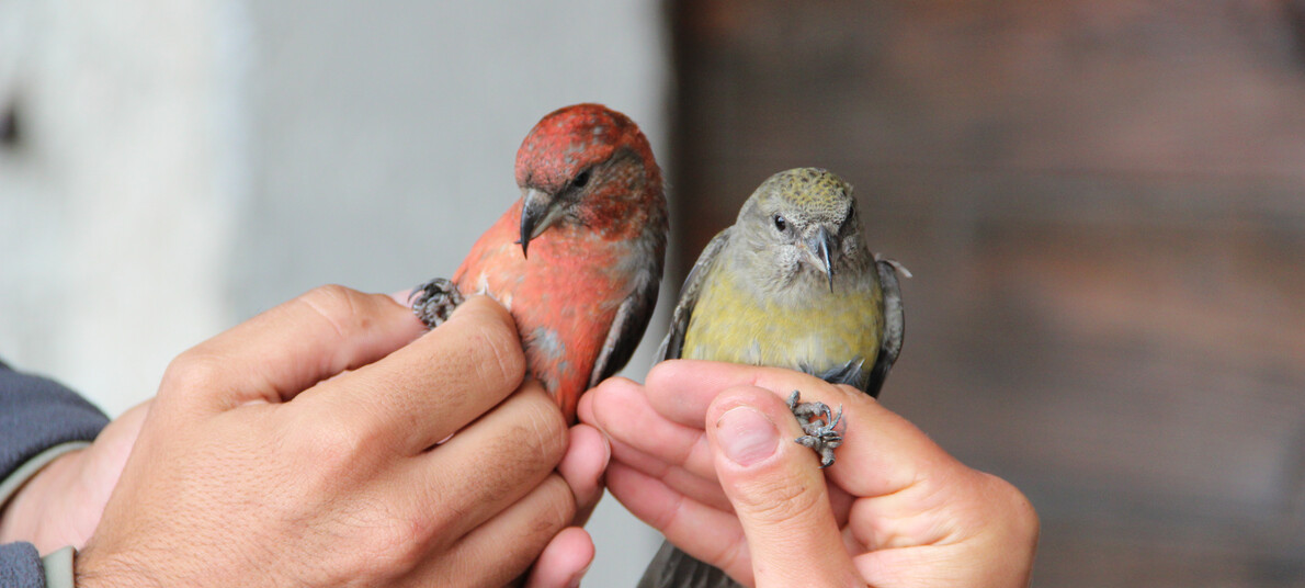 Bocca di Caset - Valle di Ledro - ph. N. Pellegrini | © Bocca di Caset - Valle di Ledro - ph. N. Pellegrini